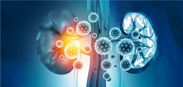Urinuntersuchung zur Früherkennung schwerer COVID-19-Verläufe? Vermutlich können auch die Nieren von SARS-CoV-2 befallen werden.