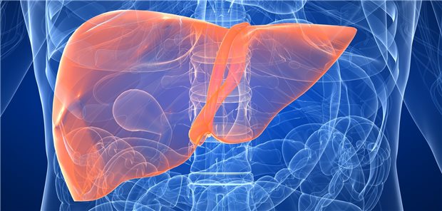 Versagt die Leber häufiger, wenn Betroffene Immuncheckpointhemmer bekommen? Ein Forschungsteam ist der Frage nachgegangen.