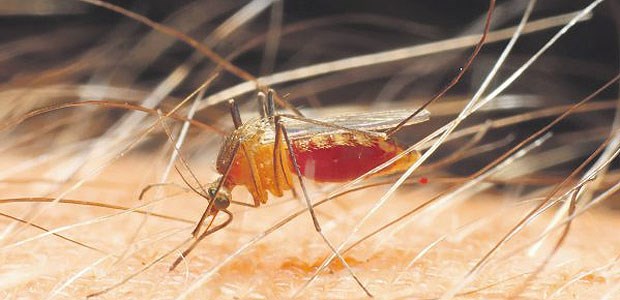 West-Nil-Fieber verängstigt die USA Verschiedene Stechmücken sind Hauptüberträger von West-Nil-Viren. Durch Mückenschutz können Infektionen vermieden werden.