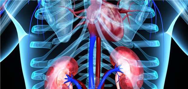 Viele Patienten mit Herzinsuffizienz und reduzierter Auswurffraktion (HFrEF) weisen auch eine eingeschränkte Nierenfunktion auf. 