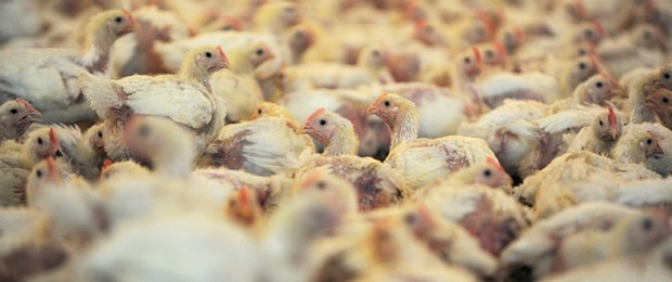 Tier- und Humanärzte gegen Klinikinfektionen Viele Vögel - nicht selten werden sie mit Antibiotika "vollgepumpt".