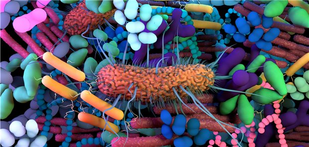 Viele verschiedene Spezies bevölkern den menschlichen Darm. Ob ihre Zusammensetzung Hinweise auf das Pankreaskrebs-Risiko geben kann, hat ein Forscherteam aus Heidelberg unter die Lupe genommen.