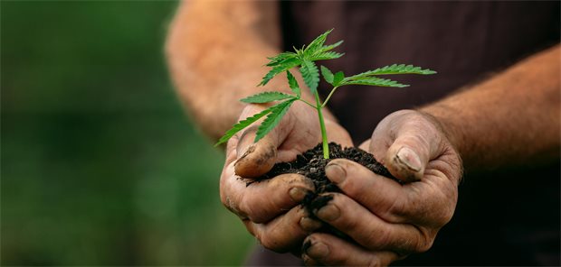Vielversprechendes Kraut. Die sozialrechtlichen Bedingungen der THC-Medizin sind jedoch restriktiver geworden. 