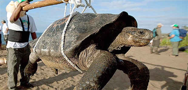 Menschheit tilgt die Natur von der Erde Vom Aussterben bedroht: Eine Riesenschildkröte wird von Wissenschaftlern auf die Insel Pinta Island auf Galapagos gebracht. Die weltweite Rate des Artensterbens ist derzeit zehn- bis hundertmal höher als im Schnitt der vergangenen 10 Millionen Jahren und sie steige weiter, heißt es in dem Kernpunktepapier des Weltbiodiversitätsrats IPBES.