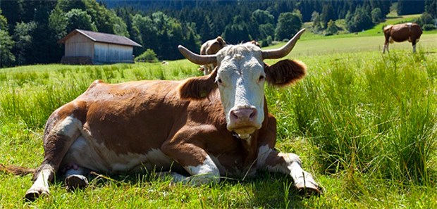 Alternativen zum Klischee sind machbar Von wegen nur Kühe: Das Leben als Landarzt ist oft ganz anders.