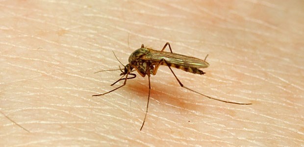 Warnung vor Dengue-Fieber Vor Denguefieber schützt nur eines: Mückenschutz!