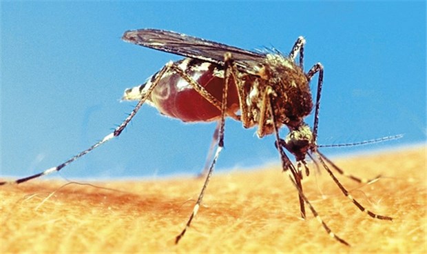 Weitere Todesfälle durch West-Nil-Fieber in Südosteuropa Vor allem Culex-Mücken übertragen das West-Nil-Virus; aber auch die Aedes-Mücke (im Bild) kann vereinzelt das Virus übertragen.