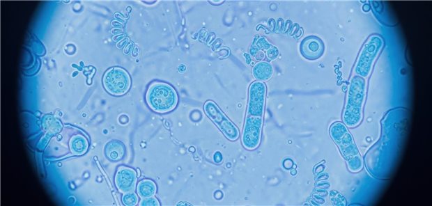 Detaillierte mikroskopische Aufnahme die vielfältige einzellige Lebensformen in einem lebendigen flüssigen Medium zeigt.