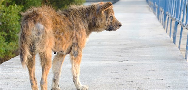 Tollwut bei zehnjährigem Franzosen Vor allem in Entwicklungsländern bergen streunende Hunde immer ein Tollwutrisiko.