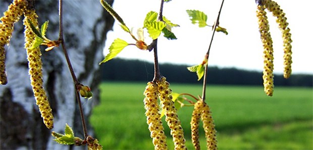 Hasel und Erle blühen schon Vor alllem in Westdeutschland sind bereits die ersten Pollen unterwegs.