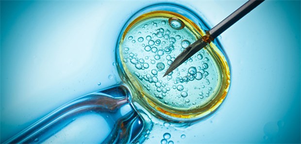 Ein Kind mit drei genetischen Eltern Vor der In-vitro-Fertilisation wurde der unbefruchtete Kern einer der Eizelle der Mutter in eine entkernte Spender-Eizelle mit gesunden Mitochondrien eingesetzt.