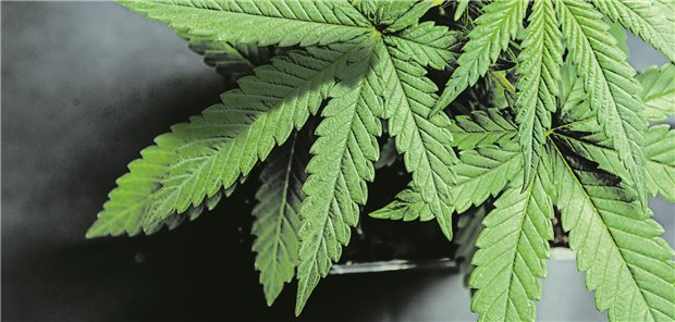 Drogenbeauftragter fordert Debatte über THC-Obergrenze Vor einer Cannabis-Legalisierung sollte darüber gesprochen werden, ob eine THC-Obergrenze sinnvoll sein könnte, so der Drogenbeauftragte der Bundesregierung.