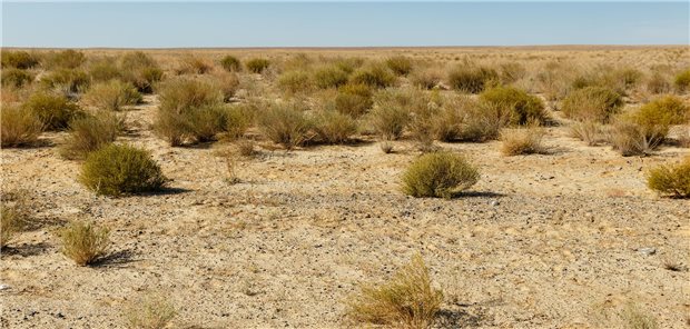 Vor etwa 5000 Jahren sind Hirtenvölker aus der Pontischen Steppe um das Schwarze und Kaspische Meer bei großen Migrationsbewegungen vor allem in den Norden und die Mitte Europas gezogen – hier ist das MS-Risiko bis heute am höchsten. (Symbolbild)