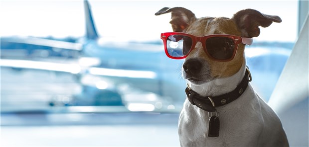 Flugbegleiter auf vier Beinen Vorfreude auf die Reise mit dem Herrchen? Ein Jack Russell-Terrier am Flughafen-Gate.