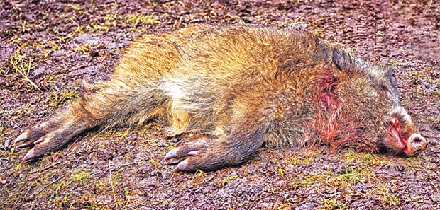 Hepatitis-E-Gefahr in Wildschweinen! Vorsicht im Umgang mit Wildschweinfleisch: Besonders Jäger haben ein hohes Risiko, sich beim Ausweiden der Tiere mit Hepatitis-E-Viren zu infizieren.