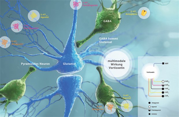 Vortioxetin hemmt die Serotonin(5-HT)-Wiederaufnahme und wirkt direkt auf verschiedene prä- und postsynaptische 5-HT-Rezeptor-Subtypen, die die nachgeschalteten Neurotransmittersysteme unterschiedlich modulieren.