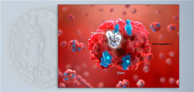 Voxelotor bindet in den Erythrozyten an Hämoglobin S und verhindert dessen Polymerisation. Dadurch wird die Sauerstoffaffinität der Erythrozyten erhöht und somit die Sichelbildung verhindert.