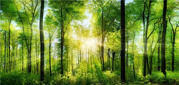 Lichtung im Wald im Sonnenschein