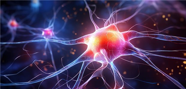 Nervenzellen oder neuronalen Netzen mit Zellaktivität untereinander.