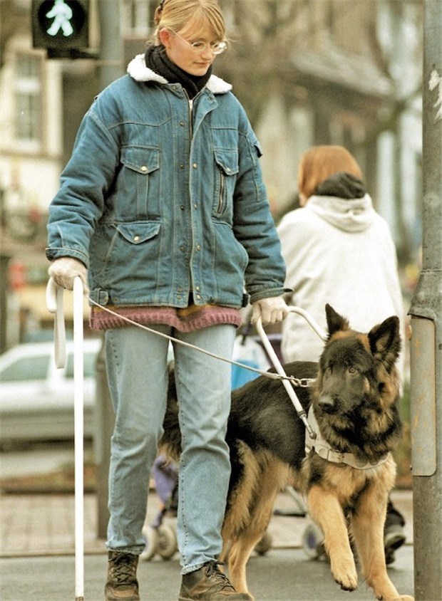 Petitionen, Vorgaben und Gesetzeslücken Was ein Blindenhund so alles können muss, war auch Inhalt einer Petition.
