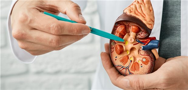 Was passiert in der Niere? Wie werden Laborbefunde, die den Verdacht auf eine Nierenerkrankung aufkommen lassen, richtig interpretiert? Bei der practica gab‘s Tipps.