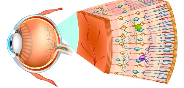 Was spielt sich bei einer Ischämie in der Retina ab? Forscherinnen der Ruhr-Universität Bochum sind dem auf der Spur.