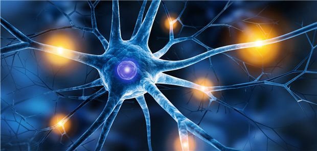 Was Importin alpha-3 mit Schmerzen zu tun hat Neuronen: Was spielt sich beim Symptom „Schmerz“ in ihnen und um sie herum ab?