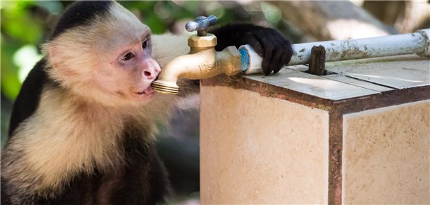 Ein Affe trinkt Wasser aus einer Leitung.