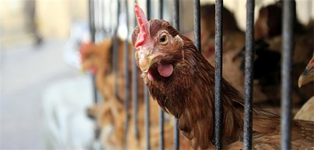 Wegen der Vogelgrippe müssen viele Tiere in Mecklenburg-Vorpommern und Brandenburg getötet werden.