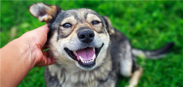 ein Hund wird von einem Menschen gestreichelt und schaut dabei in die Kamera
