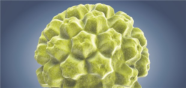 Welche HPV-Typen für die Zervix besonders riskant sind, hängt offenbar vom Alter der Frau ab.