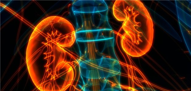 Neue IgA-Nephropathie-Leitlinie: Topische Therapie bevorzugen Welche Tests sind mit Blick auf die Nierengesundheit angeraten? In der KDIGO-Leitlinie gibt es Tipps.