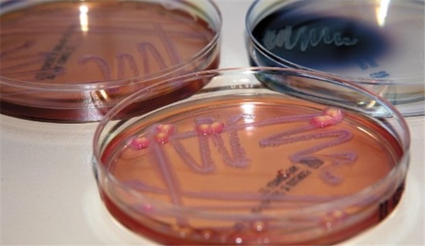 Resistenzen gegen Vancomycin und Beta-Laktame nehmen in Kliniken zu Resistenzen gegen Vancomycin und Beta-Laktame nehmen in Kliniken zu