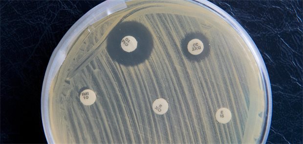 MRSA-Keime sind am 19.09.2017 im Institut für Hygiene und Gesundheit in Hamburg in einer Petrischale zu sehen. Die weißen Plättchen geben verschiedene Antibiotika ab, von denen einige die Keime im Umkreis absterben lassen.