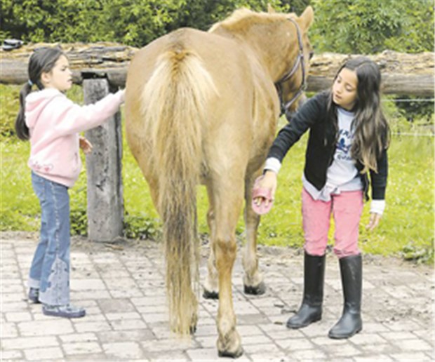 Beim Pferdestriegeln die Krankheit vergessen Wellnessprogramm: Ausgiebig striegeln die Kinder ihr Lieblingspferd.