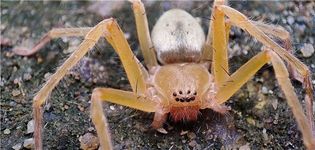 Wenn die braune Einsiedlerspinne zubeißt, kann es offenbar nicht nur zu Hautausschlag und Schwellungen an Händen und Füßen kommen, sondern auch zu einer Myokarditis. Das legt ein Fallbericht nahe. Auslöser ist vermutlich das von der Spinne produzierte Toxin Sphingomyelinase D.