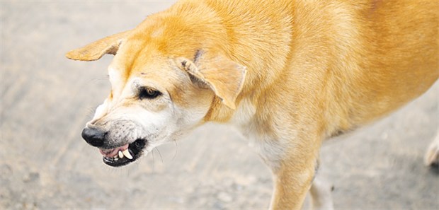 Wenn er Tollwut hat, ist sein Biss für Ungeimpfte lebensgefährlich.
