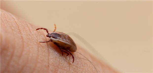 Wer bei seiner Arbeit vermehrt mit Zecken in Kontakt kommt, hat ein erhöhtes Risiko, sich mit Borrelien zu infizieren.&#xA;