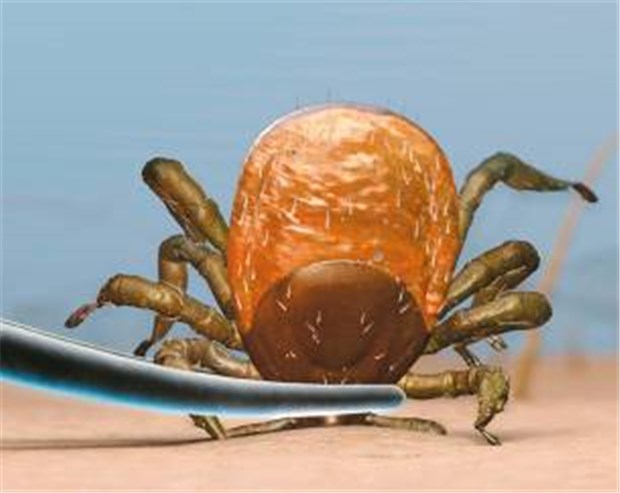 Süddeutsche Kollegen raten, Zecken auf Borrelien zu testen Wer den Übeltäter entfernt und einschickt, kann das Borreliose-Risiko klären.
