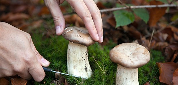 Pilzberater auf Nachwuchssuche Wer frische Pilze selbst sammelt, sollte sich gut auskennen oder vor dem Verzehr einen Pilzberater aufsuchen.