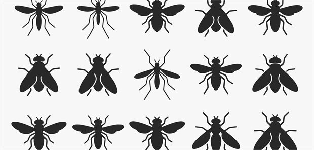 Verschiedene Mücken und Fliegen.