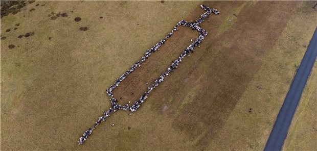 Riesige Spritze: Schafe und Ziegen werben für Corona-Impfung Rund 700 Schafe und Ziegen bilden die Form einer rund 100 Meter großen Spritze