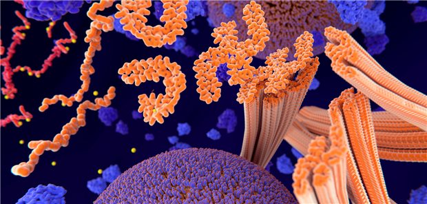 Werden die Tau-Proteine (orange) an bestimmten Aminosäuren phosphoryliert (gelb), aggregieren sie und verlieren ihre stabiliserende Funktion. Infolgedessen zerfallen die Mikrotubuli des Axons und der Transport synaptischer Vesikel (violett) wird unterbrochen. (3D-Illustration)
