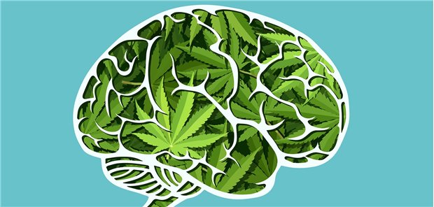 Wie beeinflusst Cannabis das Gehirn? Eine große internationale Adoleszenten-Studie belegte, dass schon der ein- bis zweimalige Gebrauch von Cannabis messbare strukturelle Veränderungen in der grauen Hirnsubstanz zur Folge hat.