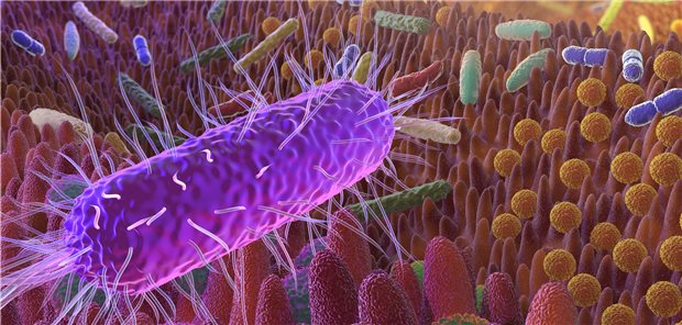 Wie hängen Aktivität bestimmter Darmbakterien und Entwicklung einer Demenz zusammen? Forscher sind dem auf der Spur.