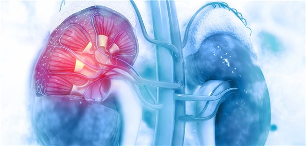 Wie lässt sich die Funktion der Niere bei älteren Patienten mit reduzierter Muskelmasse am besten beurteilen?