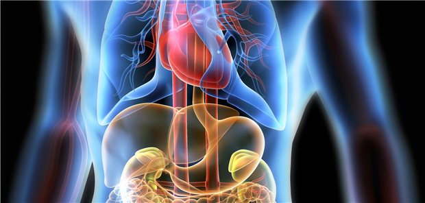 Wie sich Erkrankungen mehrerer Organe beeinflussen, haben schwedische Forscher untersucht: Patienten mit einer Fettleber hatten auch ein erhöhtes kardiovaskuläres Risiko.