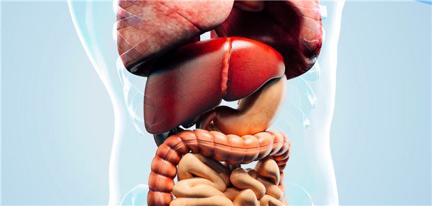 Dreidimensionale gerenderte Illustration der Anatomie des Verdauungstrakts