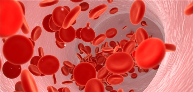 Wie viele Erythrozyten sind unterwegs? Die 2016 von der WHO festgelegten Hb-Cut-off-Werte, ab denen man von einer Polyglobulie spricht, liegen bei 16,5 g/dl für Männer und 16 g/dl bei Frauen.