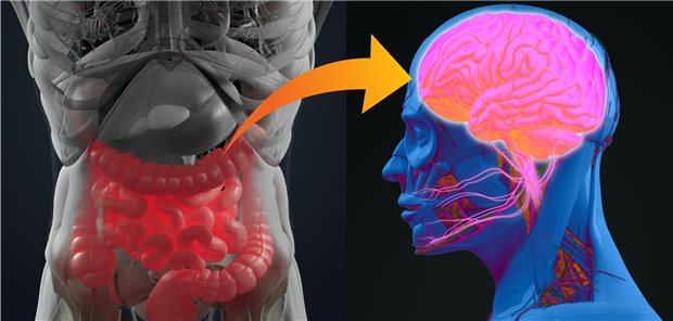 Darmtrakt und Gehirn sind hell hervorgehoben; vom Darmtrakt aus deutet ein Pfeil auf die Stirn.
